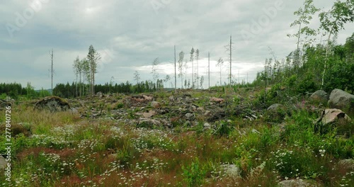 Gliding shot of logged forest on a cloudy day.