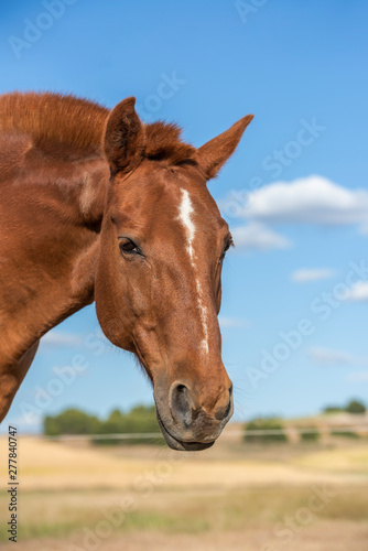 Portrait of an alazan horse on a farm, looking at camera. Vertical. No people. Copyspace. © duranphotography