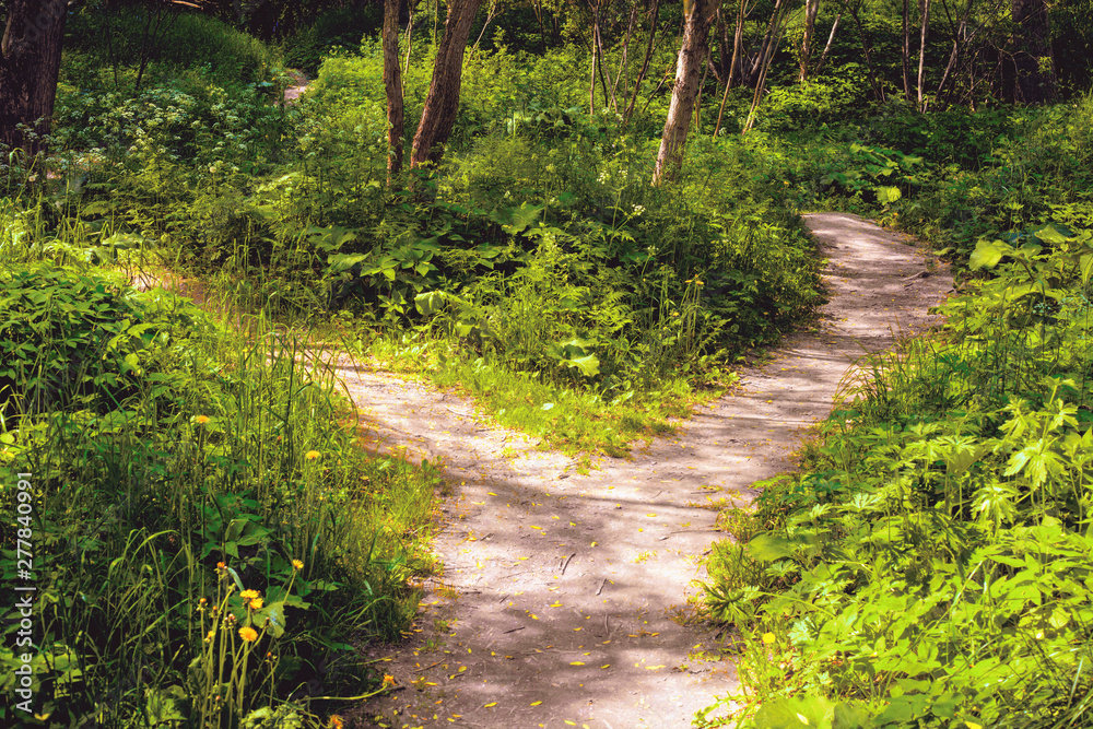 Obraz premium In the forest in summer the wide pedestrian track forked on two small footpaths