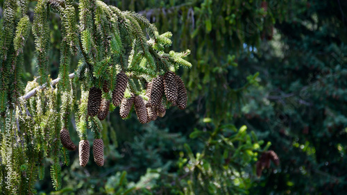 fir tree in forest fircone pinecone green background treetop photo