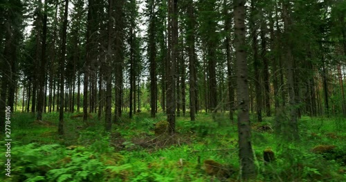 Sliding shot of a beautiful forest view in Finland on sunny summer day.