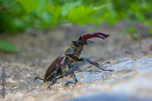 Beetle © Todor