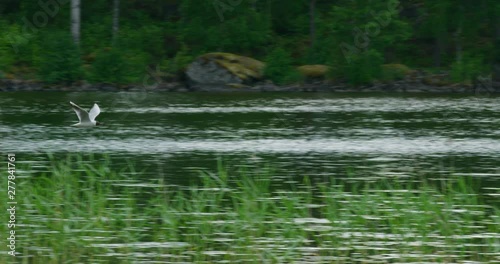A seagull flying above the lake on a summer day.