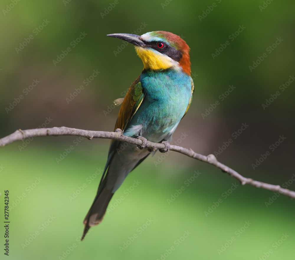 European Bee-eater (Merops apiaster) European Bee-eater (Merops apiaster)