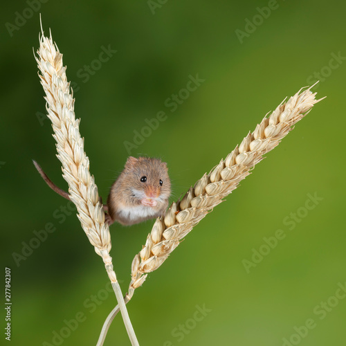 Adorable cute harvest mice micromys minutus on wheat stalk with neutral green nature background