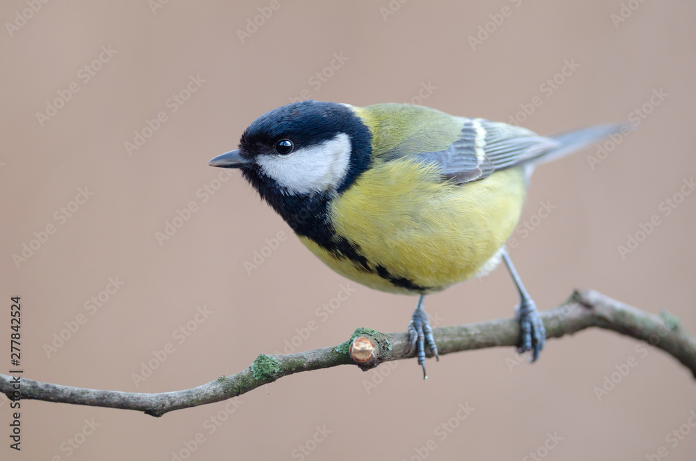 Fototapeta premium Great Tit (Parus major)
