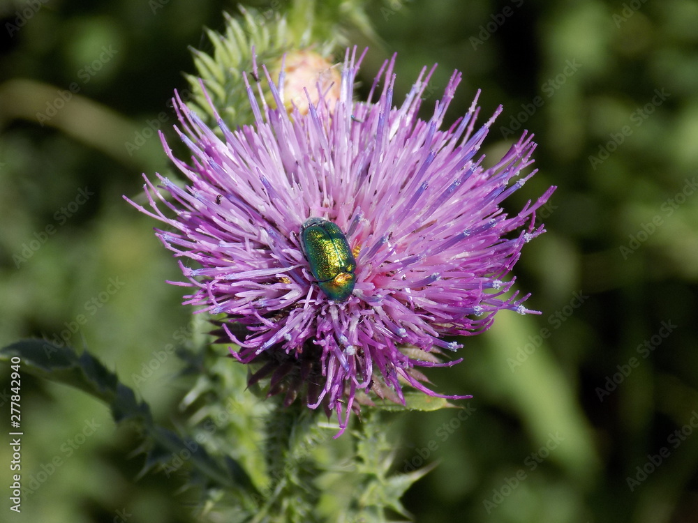 Summer. Bright sunny day. Thistle blooms. A prickly weed with delicate lilac fluffy flowers and a sweet scent that insects love. Summer. Bright sunny day. Thistle blooms. A prickly weed with delicate lilac fluffy flowers and a sweet scent that insects love.