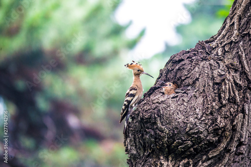 Hoopoe feeding their baby