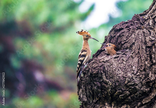 Hoopoe feeding their baby