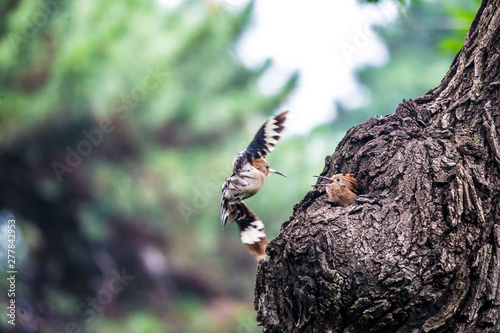 Hoopoe feeding their baby