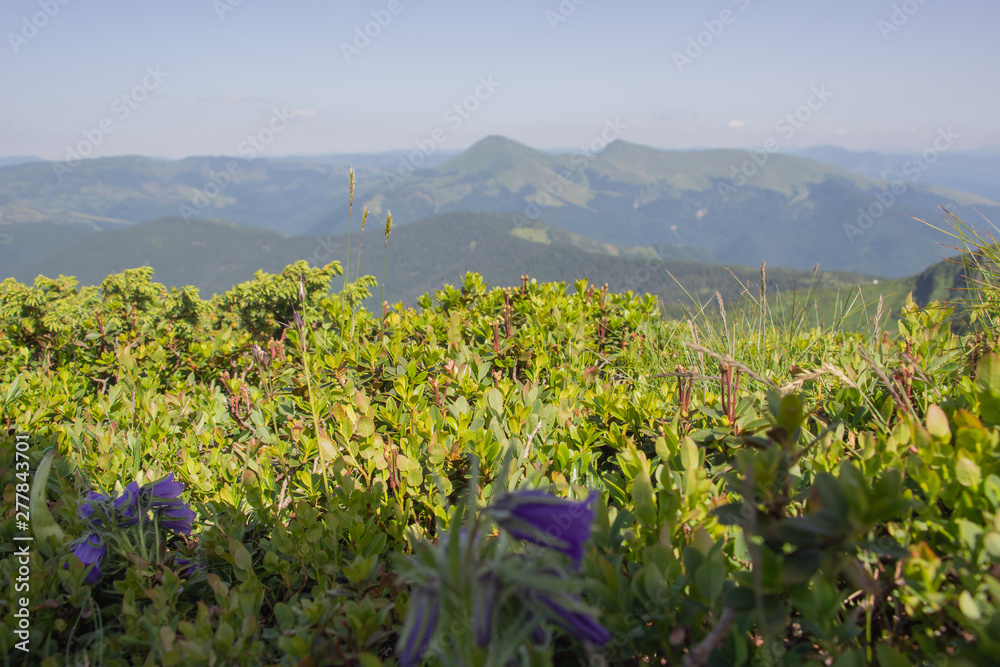Trekking in the Carpathians, Hike to the border between Ukraine and Romania from Pop Ivan Marmarassky to Pop Ivan Chernogorsky. Trekking in the Carpathians, Hike to the border between Ukraine and Romania from Pop Ivan Marmarassky to Pop Ivan Chernogorsky.