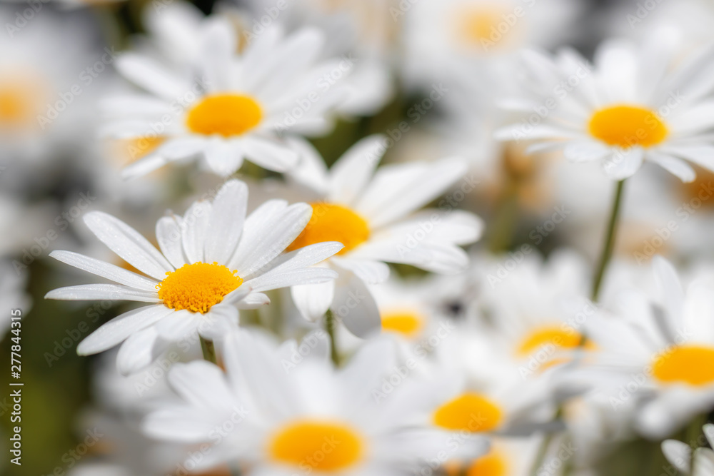 Natural meadow with many daisies in bright sunlight. Natural meadow with many daisies in bright sunlight.