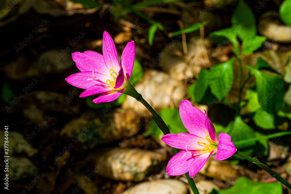 Zephyranthes Lily