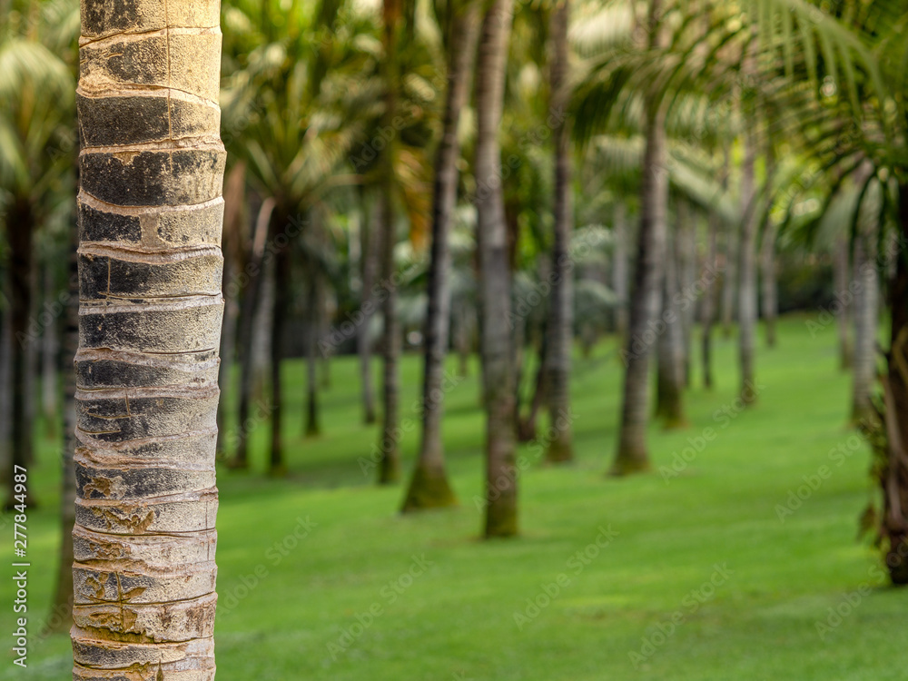 Fototapeta premium Coconut garden in Tenerife, Spain. Palm tree forest at morning with sunlight. Bokeh effect with blurred background