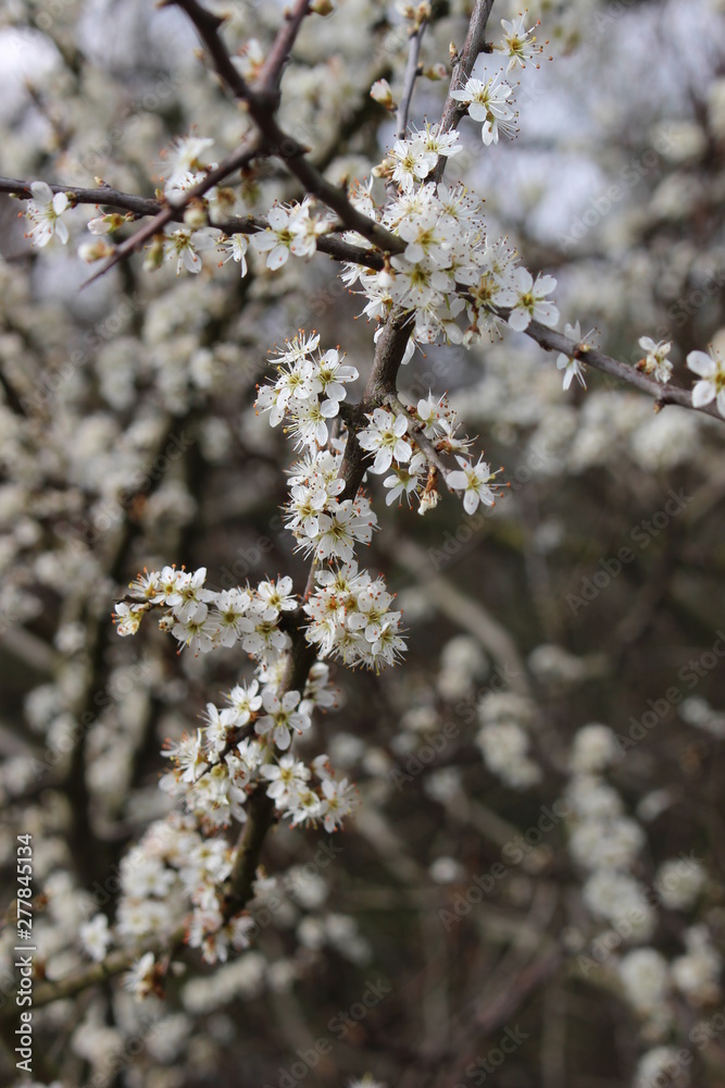 flowers in spring flowers in spring