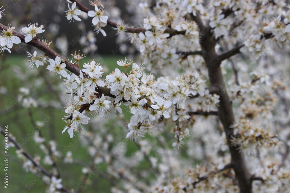 flowers in spring flowers in spring