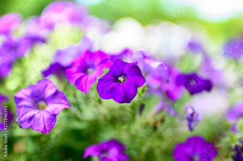 Lilac purple flower in green garden