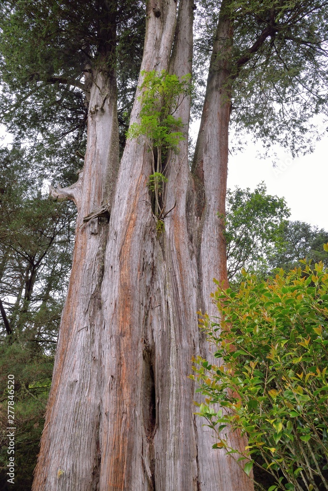 Fototapeta premium Sacred Tree at Big Snow Mountain National Park, Taiwan.