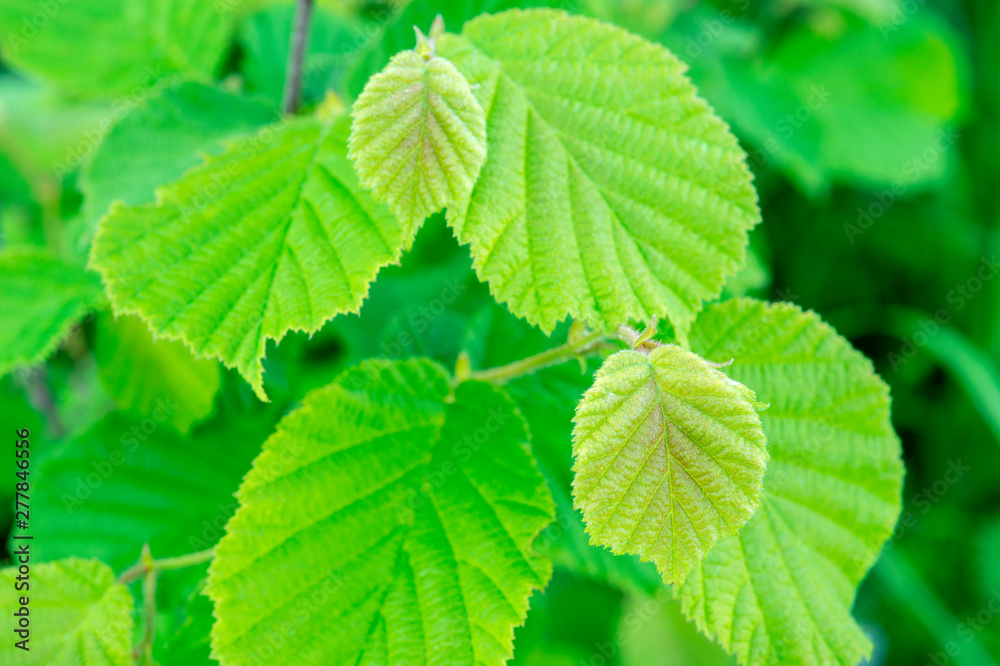 Young green leaves of hazel on the background of bright spring foliage.