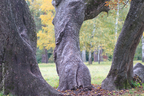 detail of a very twisted and intricate tree trunk
