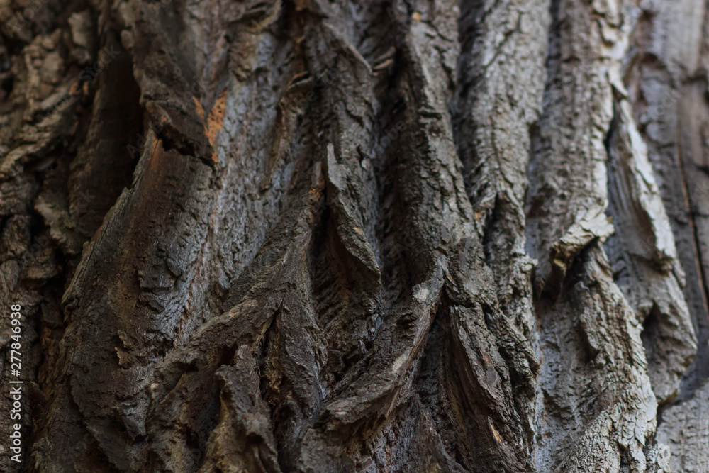 Tree bark texture Tree bark texture