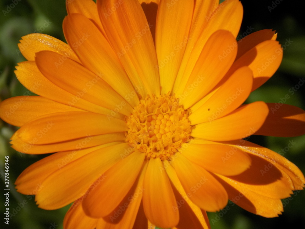 Summer, sun, blooms calendula. Delicate petals, beautiful delicate flowers of Sunny color. Small bright Sunny flowers.