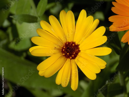 Summer  sun  blooms calendula. Delicate petals  beautiful delicate flowers of Sunny color. Small bright Sunny flowers.