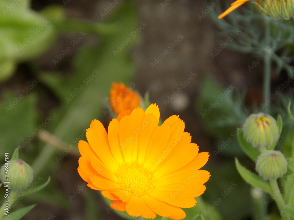 Summer, sun, blooms calendula. Delicate petals, beautiful delicate flowers of Sunny color. Small bright Sunny flowers. Summer, sun, blooms calendula. Delicate petals, beautiful delicate flowers of Sunny color. Small bright Sunny flowers.