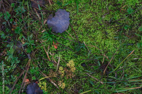 Moss texture, background