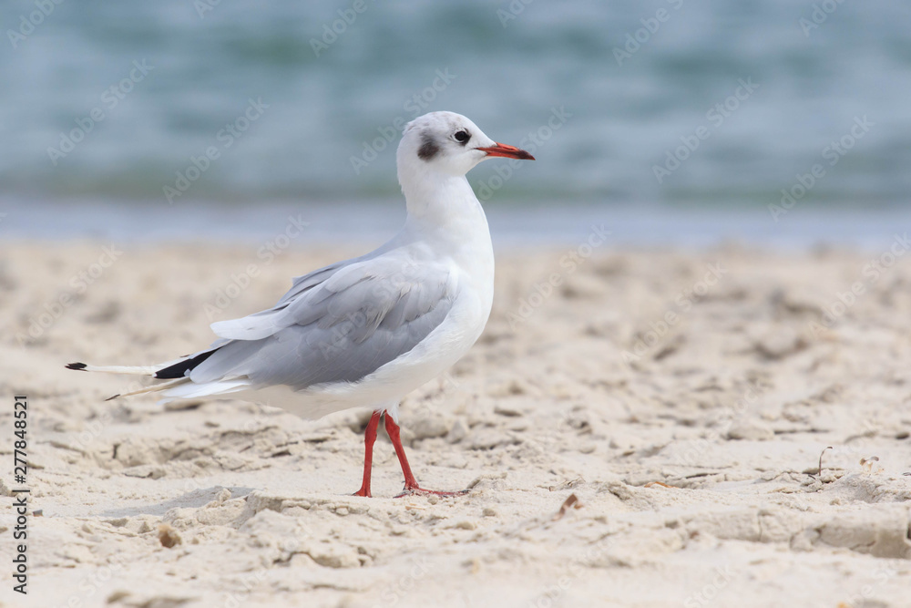 Seagull sitting on a rock on a background of blue sea in Sunny day Seagull sitting on a rock on a background of blue sea in Sunny day