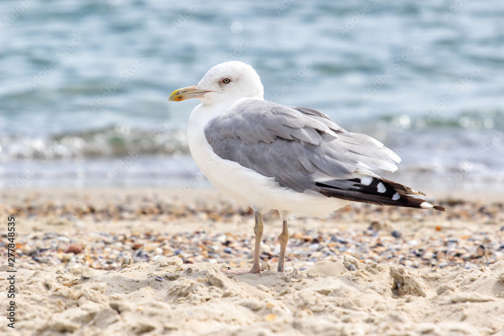 Seagull sitting on a rock on a background of blue sea in Sunny day Seagull sitting on a rock on a background of blue sea in Sunny day