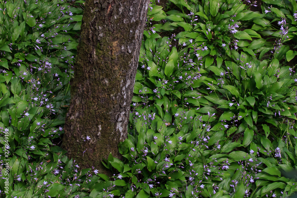 Fototapeta premium Flowers violets. Wood violets flowers close up. Top wiev