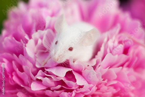 White mouse sitting on a pink pion flower photo