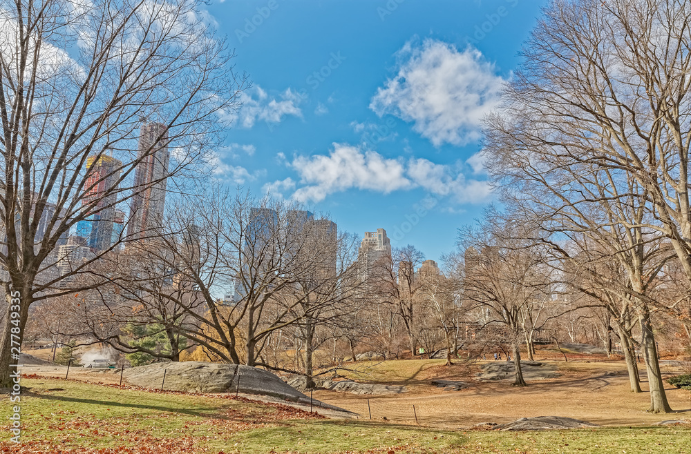 New York trees in Central Park winter time New York trees in Central Park winter time