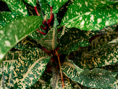 Close up white Green Leaves of Aglaonema Plants. Bushes in the park