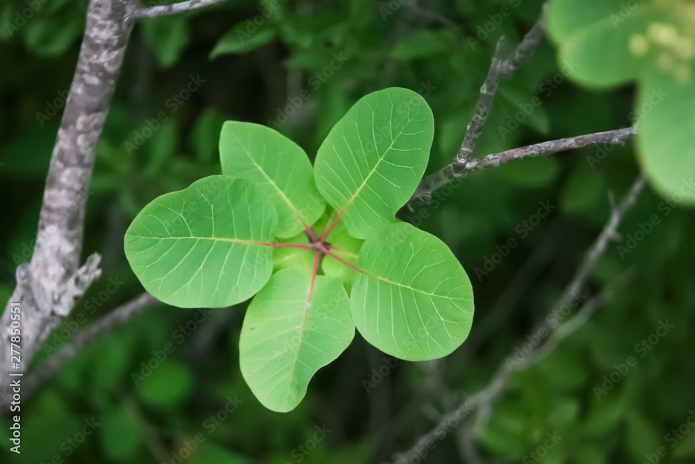 clover on green background