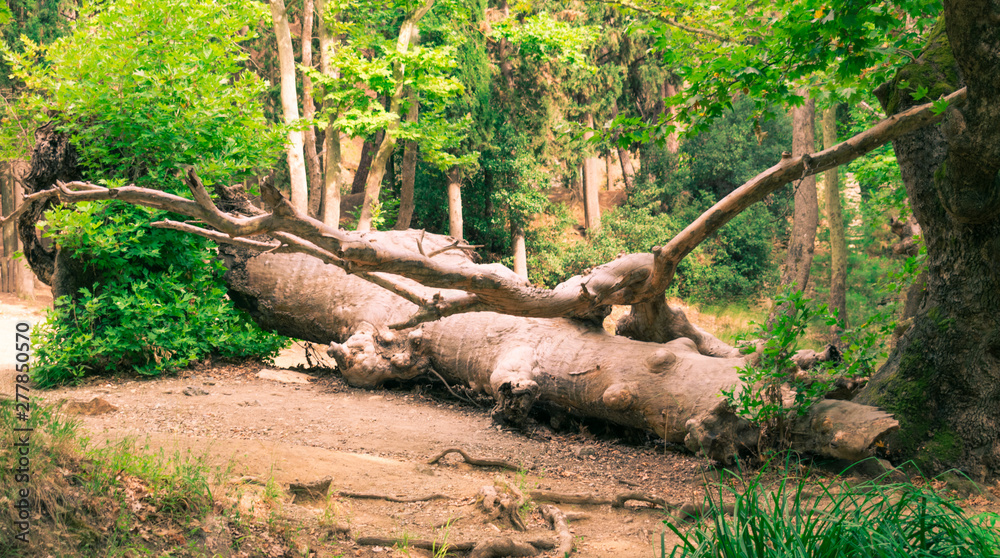 Obraz premium Mysterious forest scenery with a fallen tree log