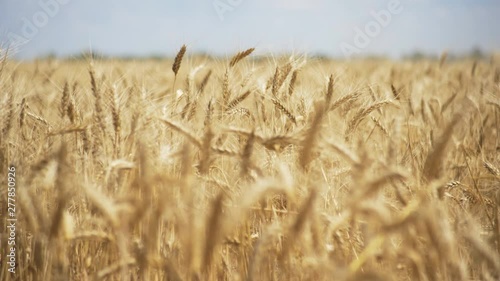 Wheat field. Golden ears of wheat on the field. Background of ripening ears of meadow wheat field. Rich harvest Concept