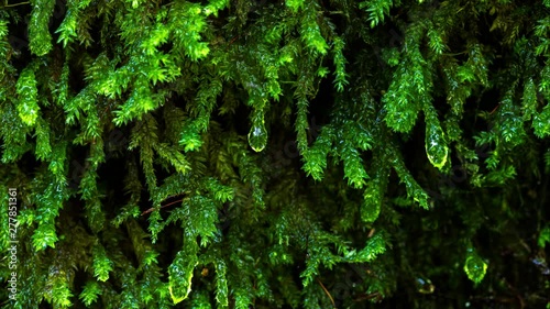 苔から滴る雫のタイムラプス