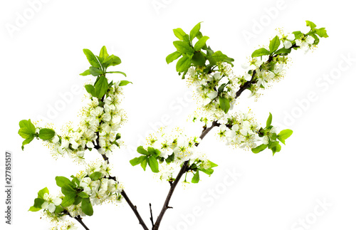 flowering plum branches on a white background spring flowering of fruit trees