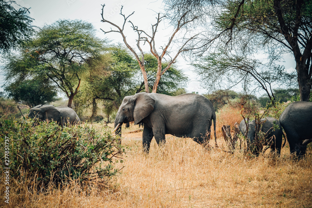 elephant elephant