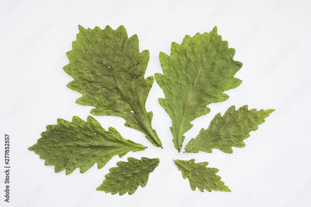 Composition of dried leaves forming flower petals Composition of dried leaves forming flower petals
