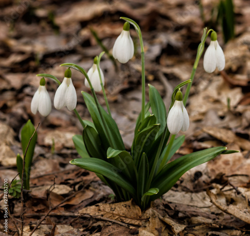 Snowdrop spring flowers. photo