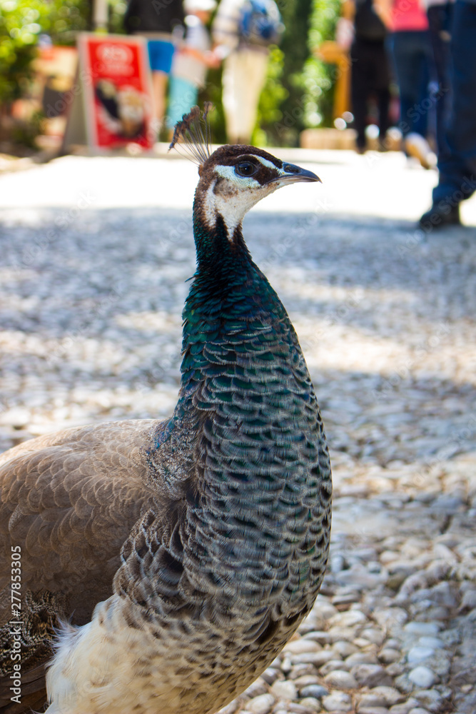 peacock with feathers at the island of dubrovnik peacock with feathers at the island of dubrovnik