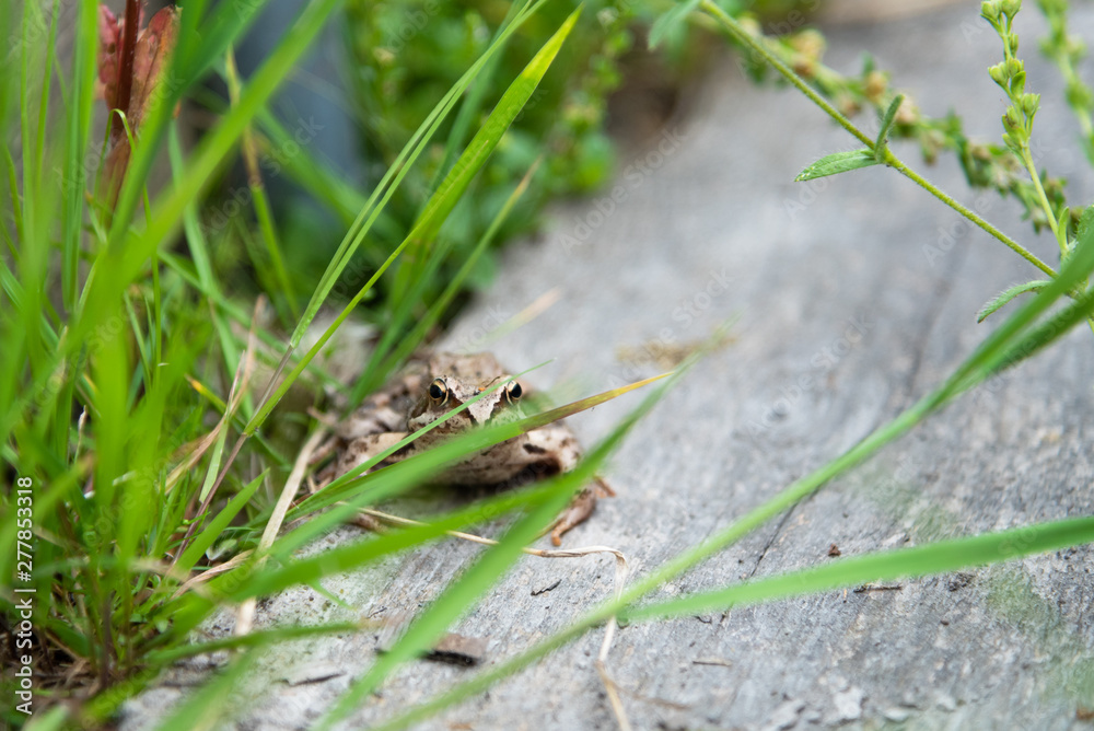 Beautiful little brown frog sits in the grass and on the wood in a bright summer garden. Beautiful little brown frog sits in the grass and on the wood in a bright summer garden.