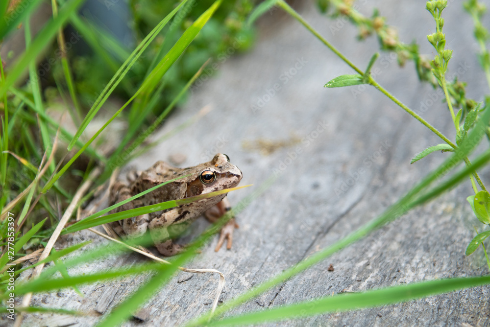 Beautiful little brown frog sits in the grass and on the wood in a bright summer garden. Beautiful little brown frog sits in the grass and on the wood in a bright summer garden.