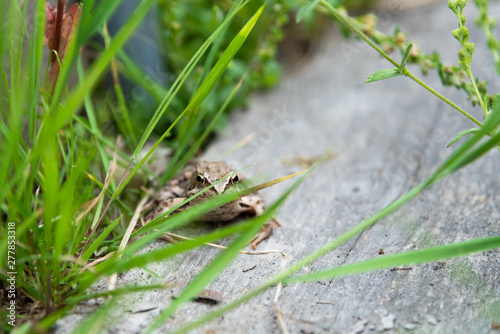Beautiful little brown frog sits in the grass and on the wood in a bright summer garden.