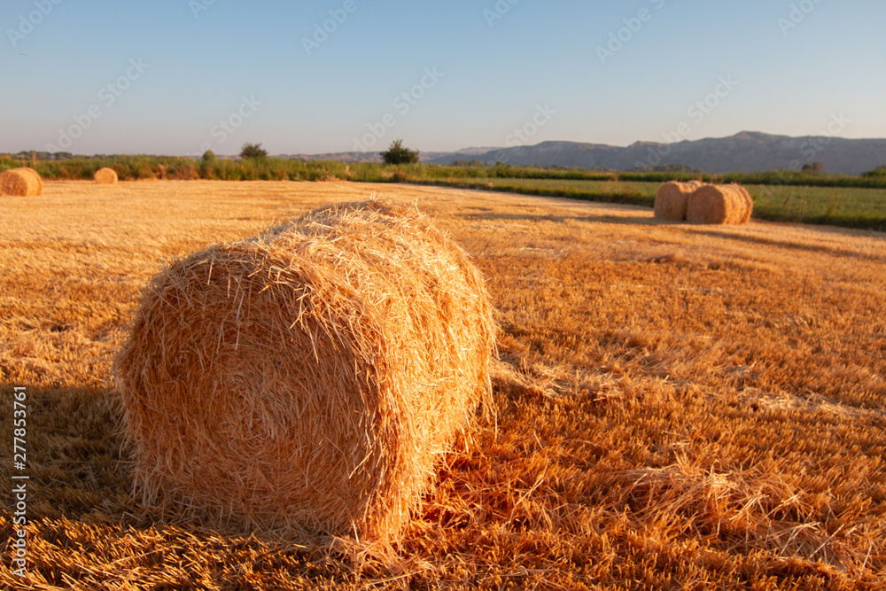 bales of straw in wheat field