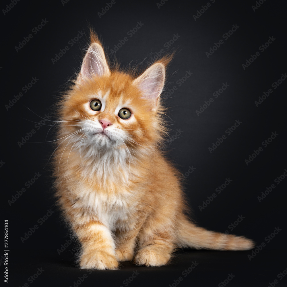 Gorgeous red Maine Coon cat kitten, standing / walking towards camera. Looking above camera with greenish eyes. Isolated on black background. Gorgeous red Maine Coon cat kitten, standing / walking towards camera. Looking above camera with greenish eyes. Isolated on black background.