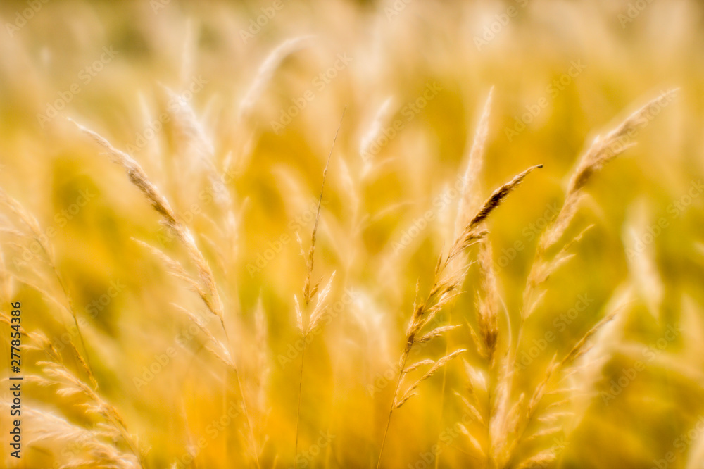 Soft background blur of dry grass in the fall. Closeup of wheat ears background. Blur Soft background blur of dry grass in the fall. Closeup of wheat ears background. Blur